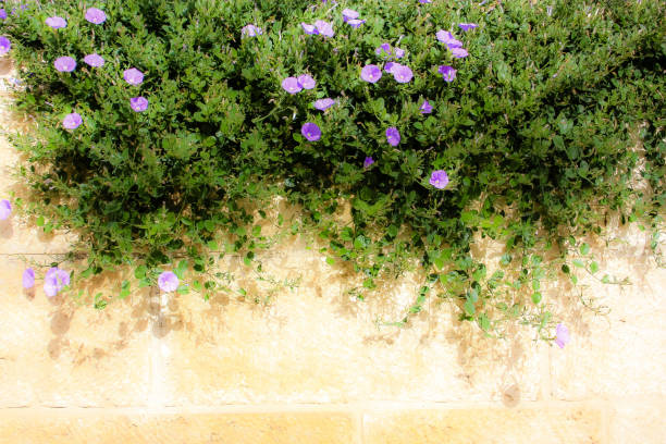 Buddleia flower background, post processed to give a painterly effect.