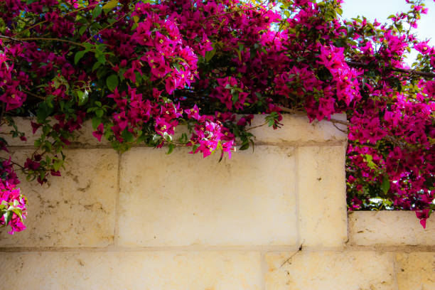 istock colors of Israel 955933392