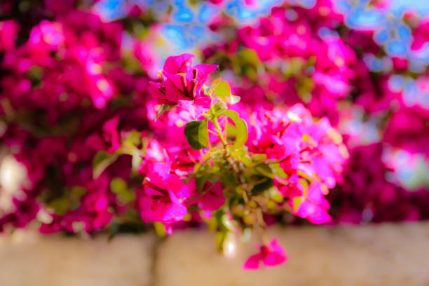 istock colors of Israel 955933604