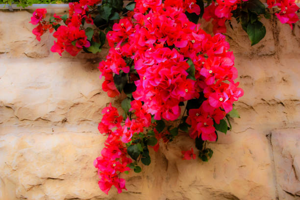 istock colors of Israel 955933920