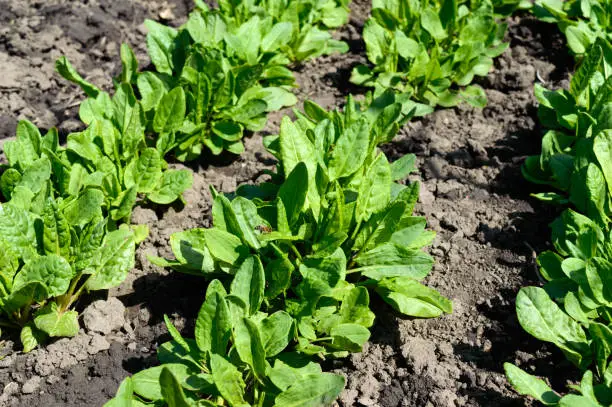 Vegetable garden with herbs. The young sorrel grows in the earth.