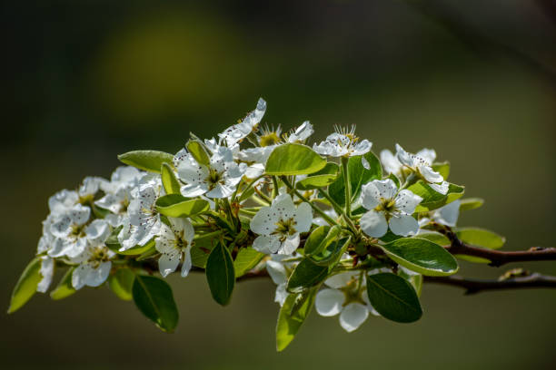 110+ Callery Pear Tree Stock Photos, Pictures & Royalty-Free Images ...