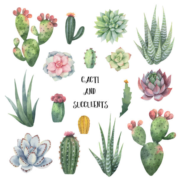 illustrazioni stock, clip art, cartoni animati e icone di tendenza di set vettoriale ad acquerello di cactus e piante succulente isolate su sfondo bianco. - pianta grassa