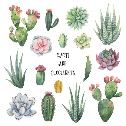 Watercolor vector set of cacti and succulent plants isolated on white background. Flower illustration for your projects, greeting cards and invitations.