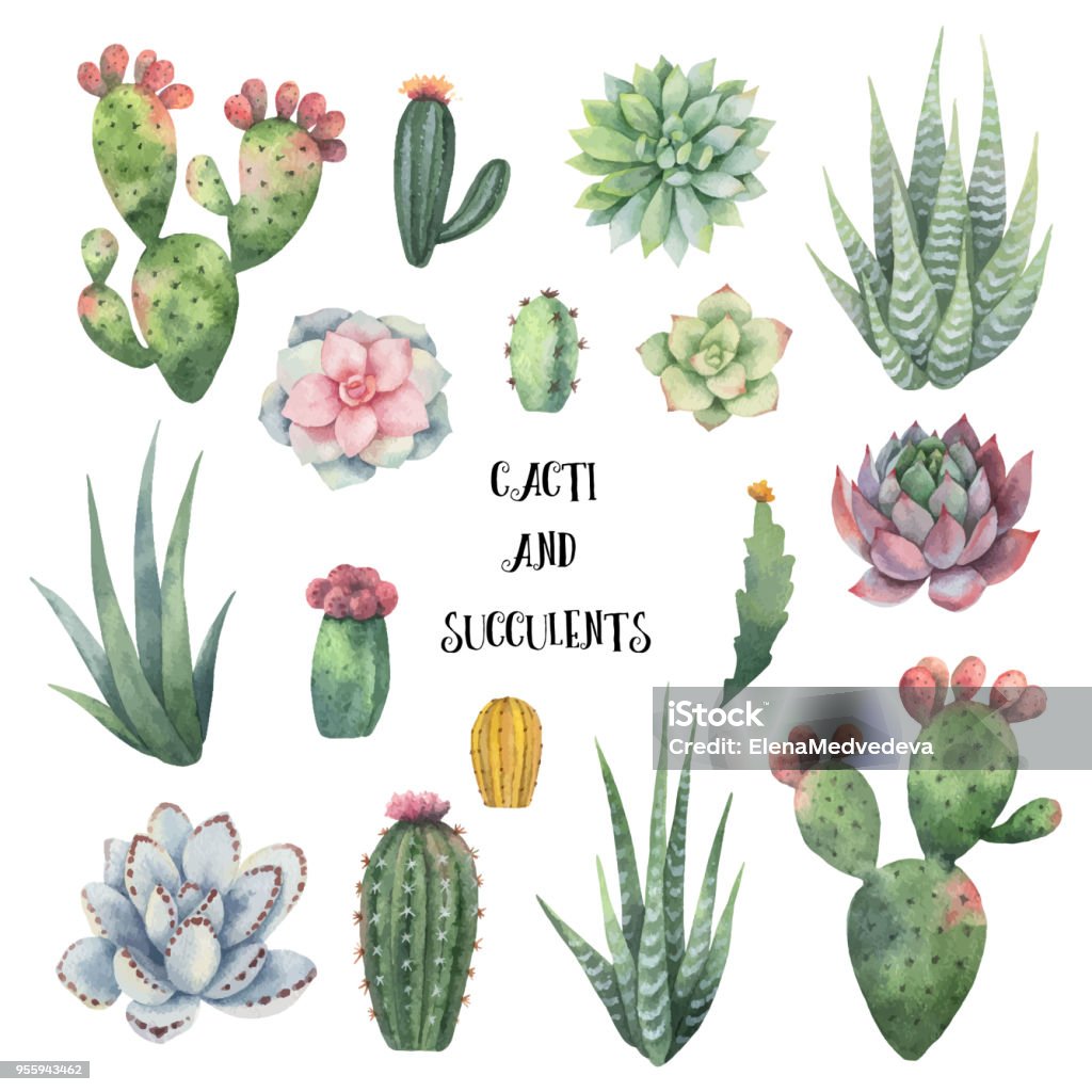 Watercolor vector set of cacti and succulent plants isolated on white background. Watercolor vector set of cacti and succulent plants isolated on white background. Flower illustration for your projects, greeting cards and invitations. Cactus stock vector