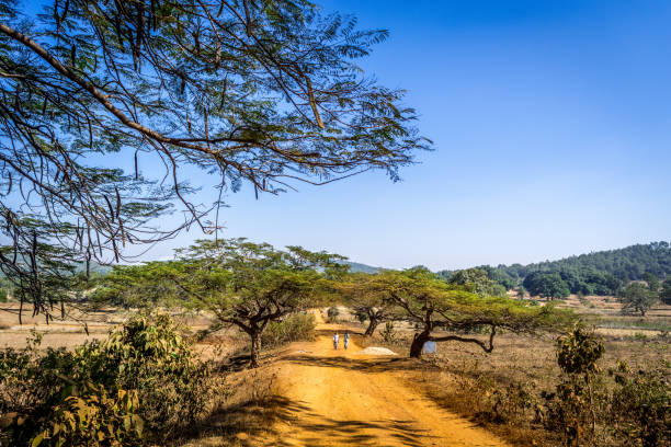 Village Path in rural Odisha, India. Village road in Keonjhar District of Odisha, India. odisha stock pictures, royalty-free photos & images