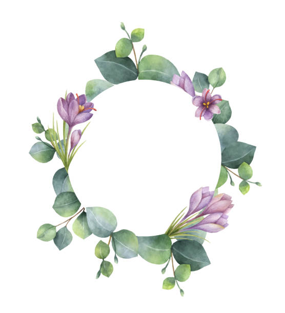 Watercolor vector round wreath with eucalyptus leaves and flowers of saffron. Watercolor vector hand painted round wreath with eucalyptus and flowers of saffron. Healing Herbs for cards, wedding invitation, posters, save the date or greeting design. watercolor flower stock illustrations