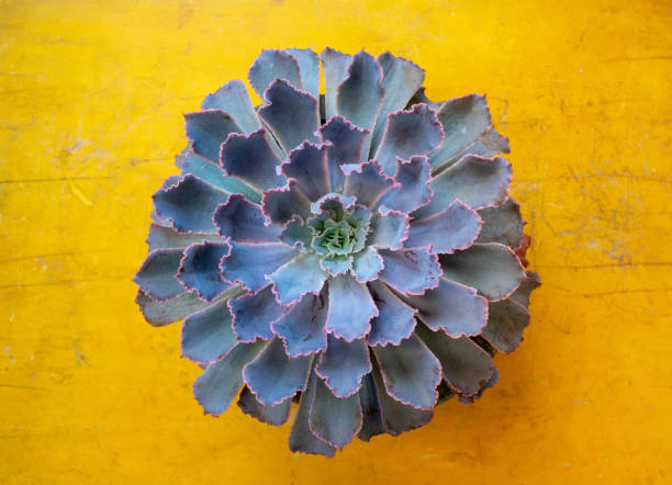 Purple Cactus Echeveria Elegans (Mexican Snowball, Mexican Gem, White Mexican Rose) Blooming Succulent, Beautiful Purple Cactus Plant on Yellow Vintage Wooden Texture Contrast Background Top View Minimal Style caenorhabditis elegans stock pictures, royalty-free photos & images