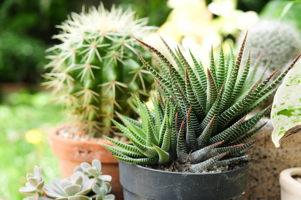 istock Small plant in pot, succulents or cactus 955946902