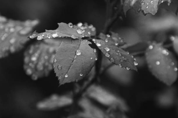 istock Rose leafs with waterdrops in monochrome 955948110