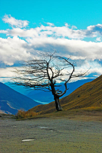 istock Wind-formed bare tree in the remote wilderness of New Zealand 955948332
