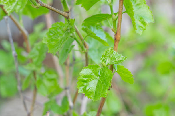 istock first leaves of grapes 955948368