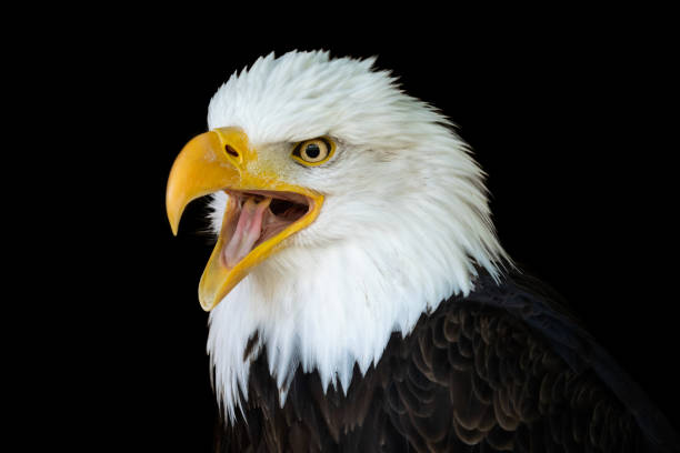 istock Portrait of a bald eagle (Haliaeetus leucocephalus) with an open beak isolated on black background 955950978