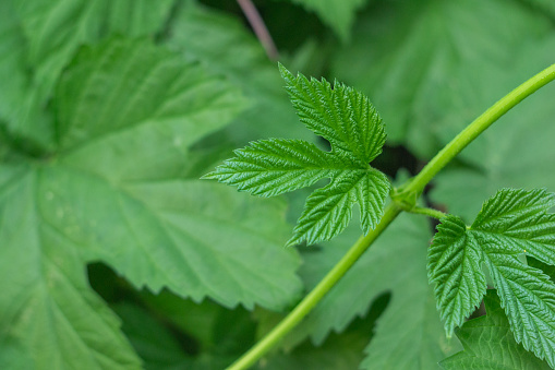 poison ivy plant garden nature natural spring