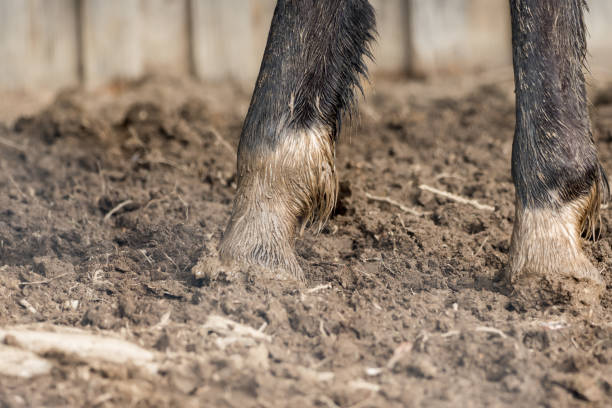 Feet of horses standing in the wet dirt stock photo
