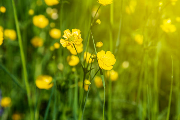 istock Yellow buttercup flowers blooming on mountain, crowfoot, ranunculus 955952500
