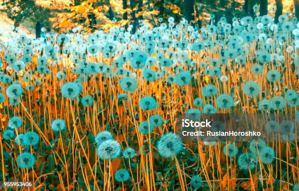 Dandelion Stock Photo - Download Image Now - Conceptual Realism, Blowing, Blue