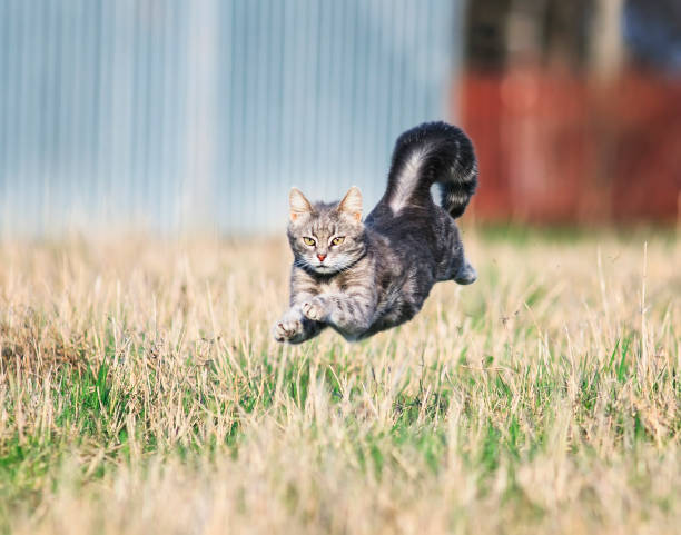 istock funny and clever striped cat quickly runs through the meadow, raising his paws and tail 955957334