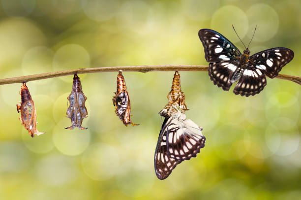 istock Transformation from chrysalis of Black-veined sergeant butterfly ( Athyma ranga ) hanging on twig 955959034