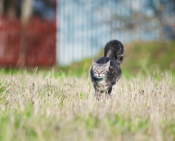 istock funny and clever striped cat quickly runs through the meadow, raising his paws and tail 955959660