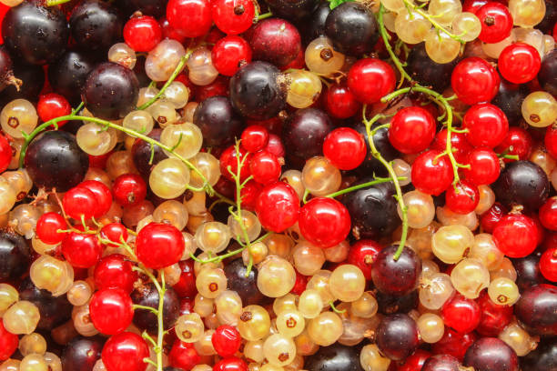 ribes - cherry dry fruit food foto e immagini stock