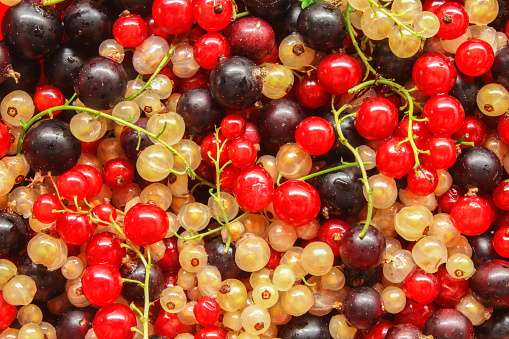 Ripe currant is scattered as a background