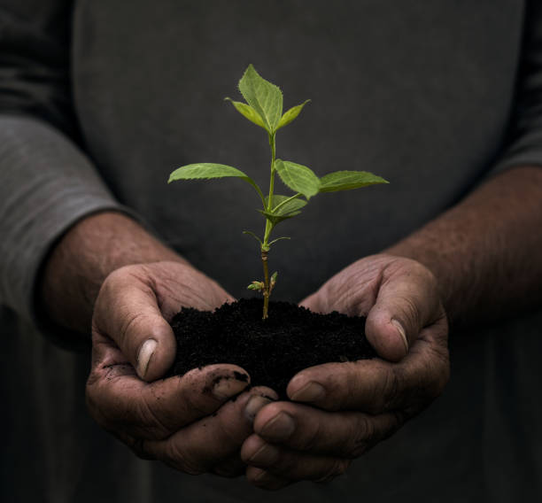 istock Senior male hands holding small plant 955966476