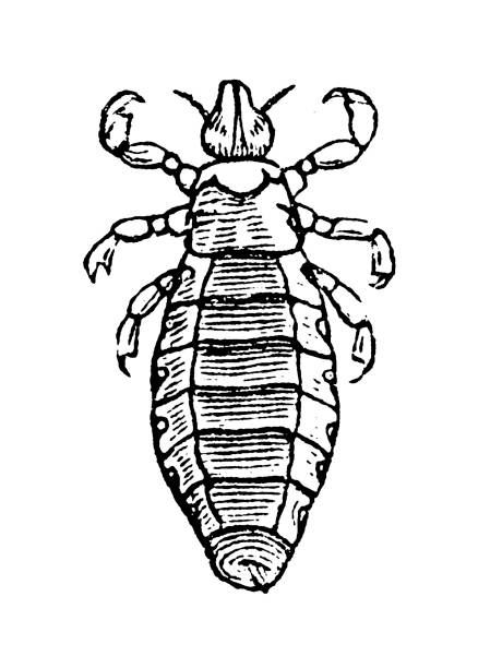 60+ Head Lice Stock Illustrations, Royalty-Free Vector Graphics & Clip ...