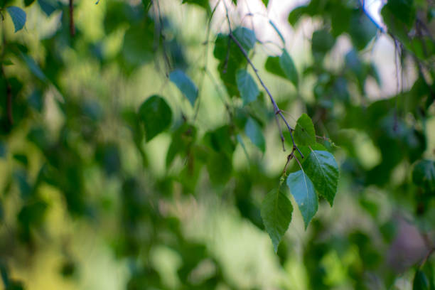 blätter in den wäldern, bokeh - beech leaf isolated leaf new stock-fotos und bilder
