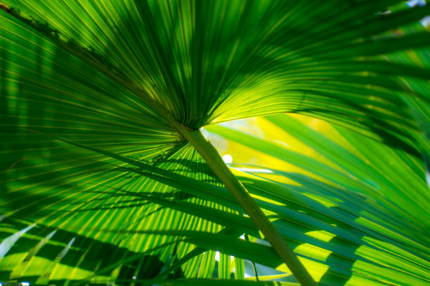 istock Palm leafs , North Mediterranean, detail 955971830