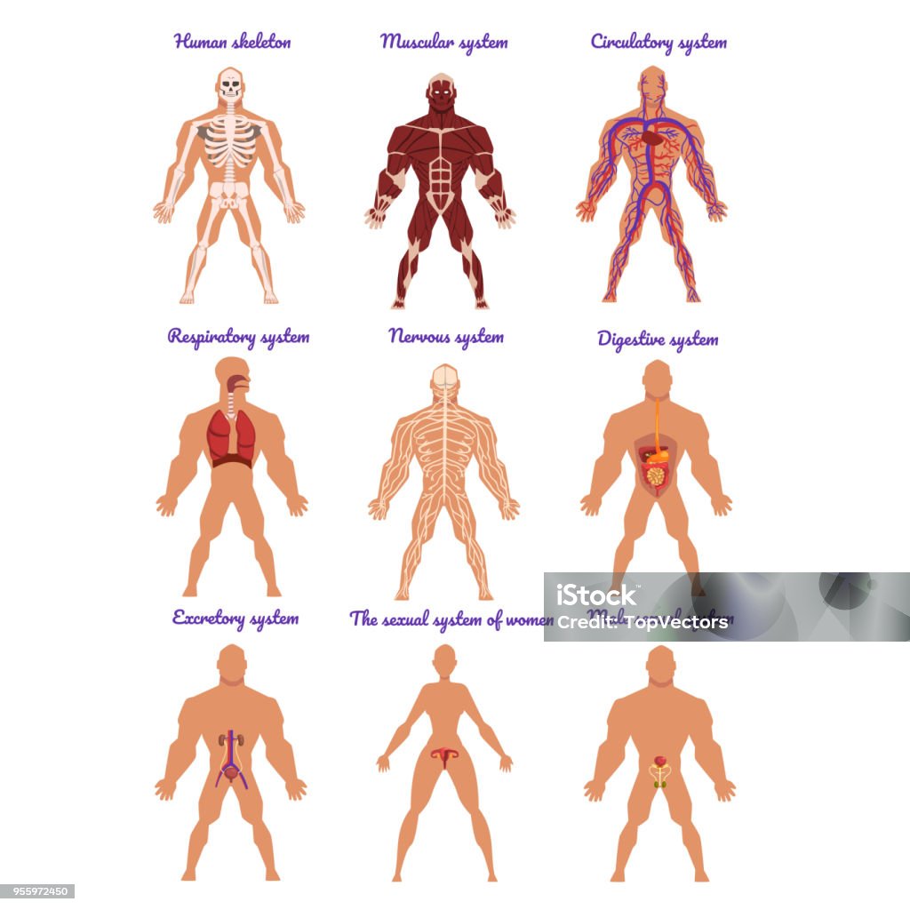 Multi System Organs Different Human Organ System Set Muscular Circulatory Respiratory ...