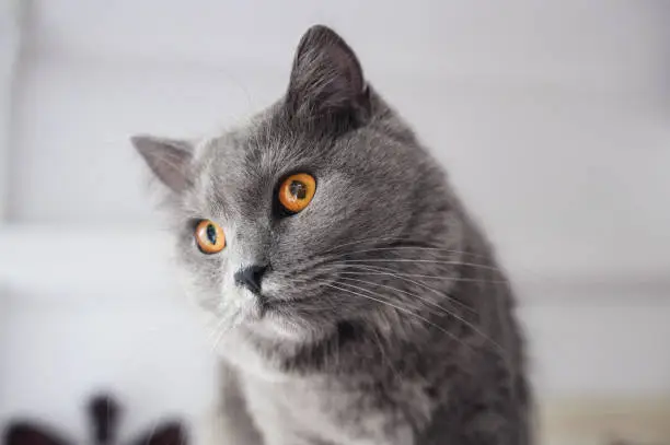Carthusian Cat Portrait