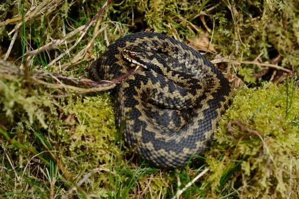 A European adder(Vipera berus) basking in the spring sunshine on a Welsh hillside.