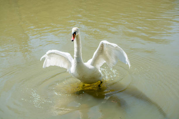 istock Single swan lives in the pond 955978308
