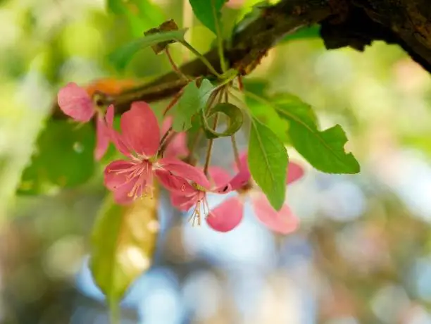 A branch of a blossoming tree on a sunny spring day against a garden, cherry blossom tree branch on a sunny spring day