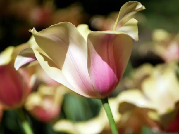 Yellow tulips in a spring park on a sunny day