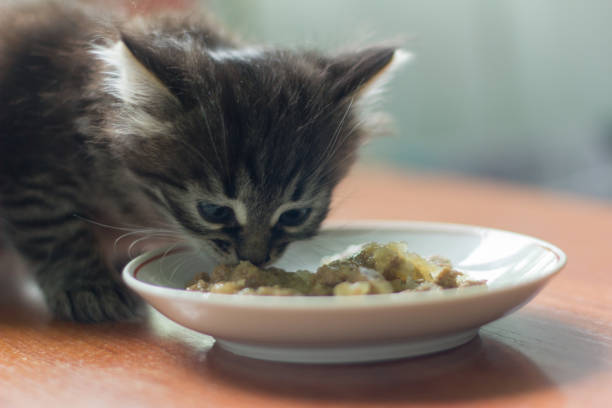 istock little kitten eats cat food for the first time 955983902