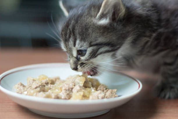 istock little kitten eats cat food for the first time 955984094