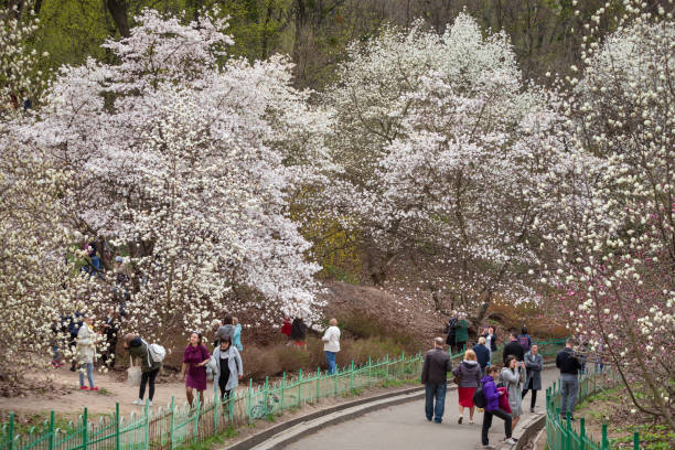 blossom magnolia garden KYIV, UKRAINE - Apr 17, 2018: People enjoy magnolia blossoms. People photograph and making selfies in blossoming magnolia garden. Blossoming magnolia trees attract thousands of visitors every spring Magnolia stock pictures, royalty-free photos & images