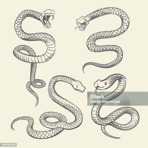 Ilustración de Mano Dibujo Serpiente Set Vida Silvestre Serpientes Tatuaje Vector Diseño Aislado y más Vectores Libres de Derechos de Serpiente
