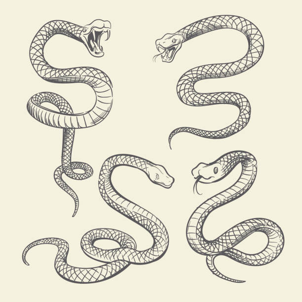 illustrations, cliparts, dessins animés et icônes de jeu de serpent dessins main. la faune serpents tatouage vecteur design isolé - snake cobra vector animal