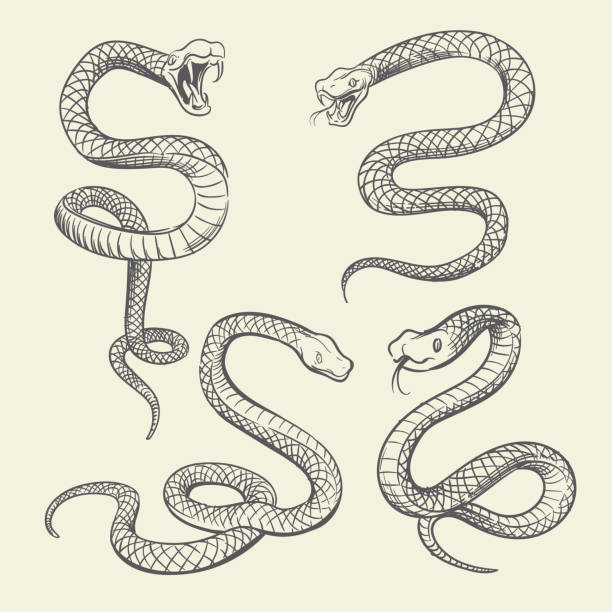 illustrazioni stock, clip art, cartoni animati e icone di tendenza di set di serpenti di disegno a mano. design vettoriale tatuaggio serpenti selvatici isolato - snake