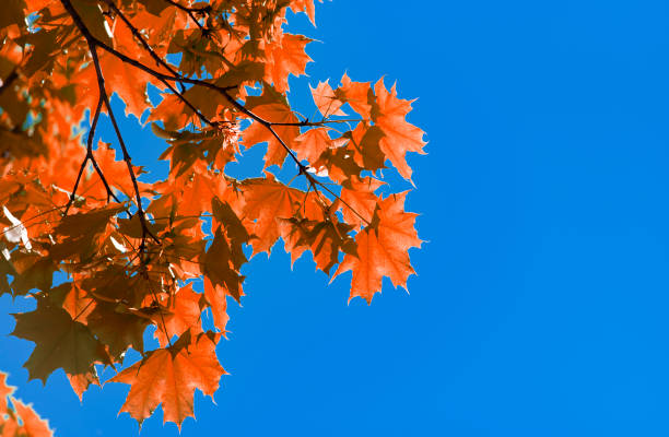 istock Branch of Red Maple Tree and blue Sky as background 955988040