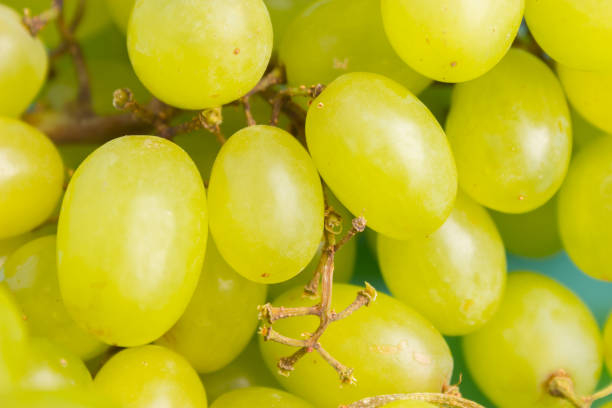istock green grapes close up 955988592