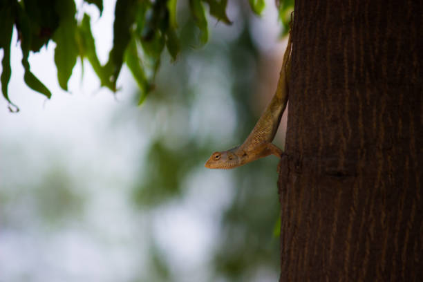 lagarto de la planta - lacerta agilis fotografías e imágenes de stock