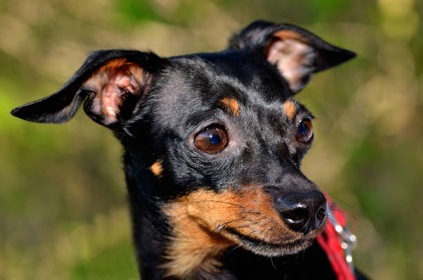 istock Prague Ratter cute head close-up detail 955990568