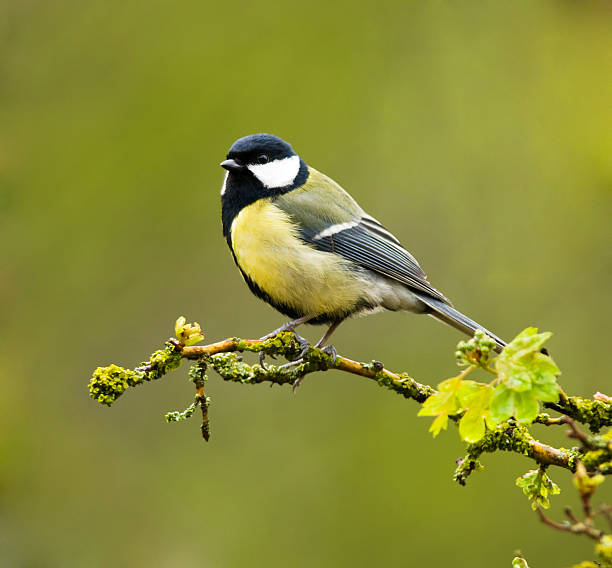 Great Tit with a spring color background  animal animal behavior beauty in nature bird stock pictures, royalty-free photos & images