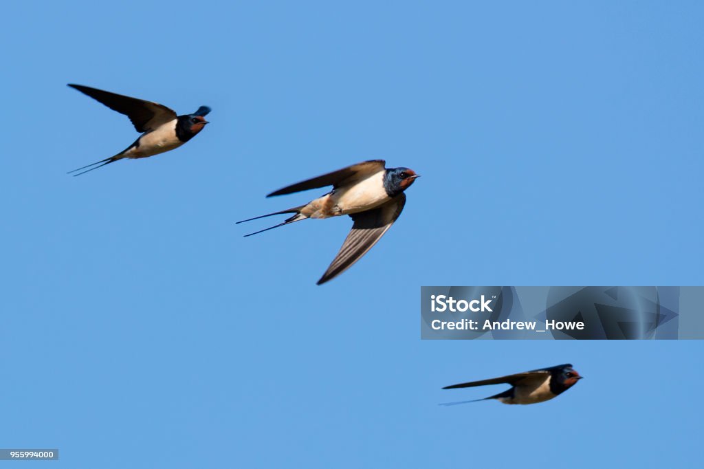 Rondini (Hirundo rustica) - Foto stock royalty-free di Rondine