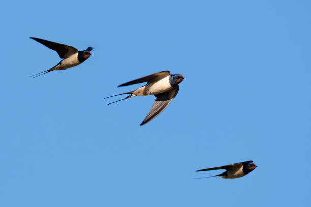 제비 (hirundo rustica) - 제비 뉴스 사진 이미지