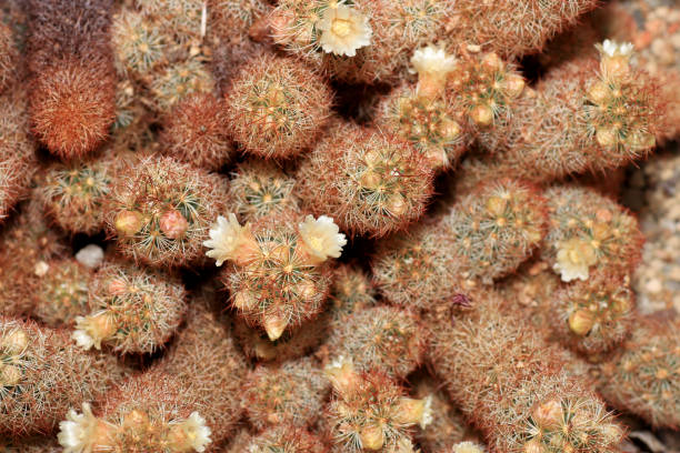 istock Succulents are succulent plants 955994106